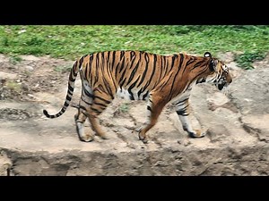 Must Visit Taiping Zoo 太平 تاءيڤيڠ தைப்பிங் Perak @exploreperak @exploremalaysia