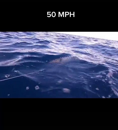 Alex Rogers on TikTok