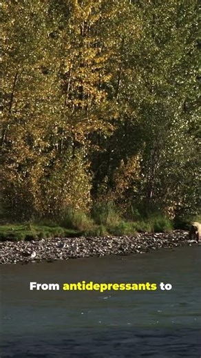 【Global】Salmon Drug Crisis! Survival Instincts Facing Systemic Shift! 🚨
