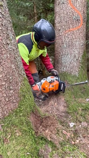 Holzfällarbeiten mit Motorsäge 🌲 | Baum fällen sicher & professionell | Forstarbeiten Deutschland