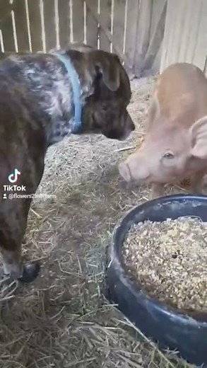 Dog meets Pigs