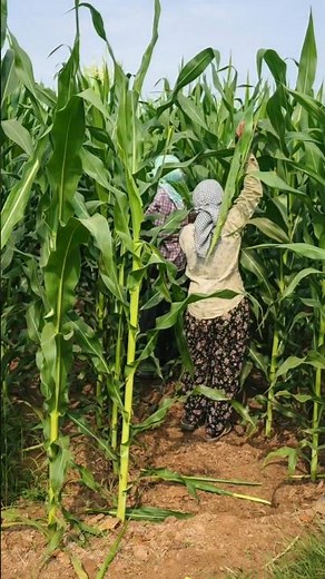 Hybrid maize seeds making #f2d