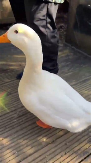 Howard the Duck Plays Chase with Kayden! 🦆💨