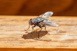 10 Easy Ways to Keep Cluster Flies Out of Your House for Good This Fall