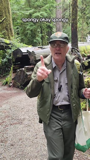 a tree doesn't stop providing habitat for animals after it dies. in fact, some would say that a redwoods after life is the most living part of its existence. #redwoods #learnontiktok #planttok #oldgrowth