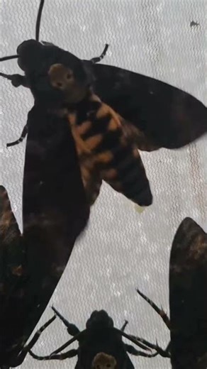 deathhead hawkmoth #music #dragon #butifyoucloseyoureyes #insects