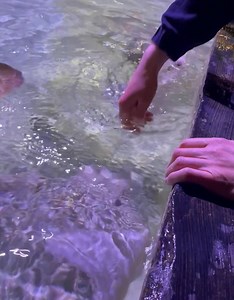 3.6K views · 26 reactions |  Stingray Interactive Feeding Experience...