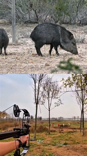 Close Range Hog Hunt with Bow | One Shot Power Shot 🏹