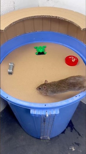 How to make a mousetrap from a plastic bucket and cardboard: extremely simple and effective. #rat