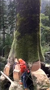4M views · 58K reactions | #logger #logging #chainsaw #arborist #stihl #treework #treelife #treecutting #loggers #stihlchainsaw #husqvarna #arblife #treecare #loggerlife #treesurgeon #forestry #treefelling #arboristlife #treeclimber #treeclimbing #treeservice #treeremoval #lumberjack #timberfaller #arboriculture #arboristsofinstagram #arborists #axe #treeworker #forest | Logger Pro | Facebook