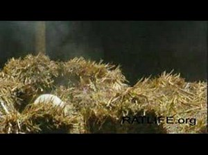 Ratlife 14 - from ratlife.org