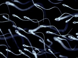 Only 4 percent of men who want to give sperm actually do