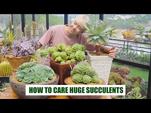 HOW TO CARE HUGE SUCCULENTS - Watering, Fertilizer, Repotting... // 9 Years Living with Succulents
