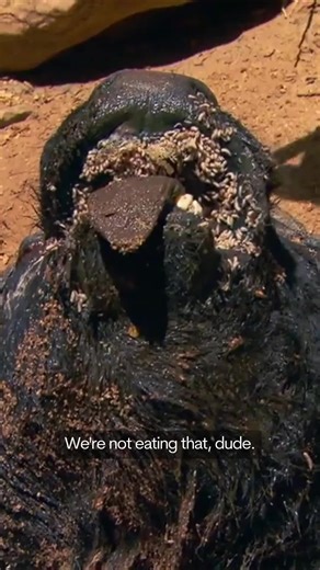 Water buffalo head, maggots around the mouth. Joseph's face said it all. But the tongue inside was more or less ok! And once cooked through, genuinely not bad. I've learned that in survival, and also in life, that the things that look the most off-putting on the outside often have the most value inside. You just have to get past the uncomfortable part first. Even Joseph got there in the end!🤣 Legend…