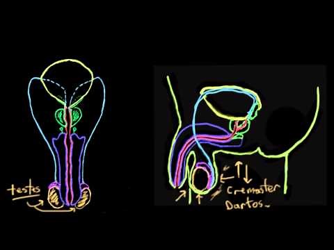 Khan Academy - Anatomy of the Male Reproductive System