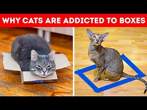 Animal Behavior 101: From A to Zebra