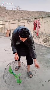 Caring for Green Parrots: Tips for Engaging Interaction