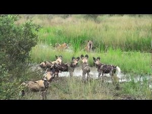 African Safari: Hyenas vs Wild Dogs