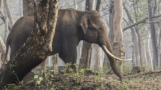 BBC America Buys Laura Carmichael-Narrated Wildlife Doc Series ‘A Wild Year On Earth’ From Blue Ant Int’l