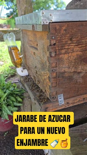 How I Help a New Swarm Get Established 🐝
