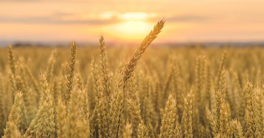 Spring Wheat Variety Trial Results