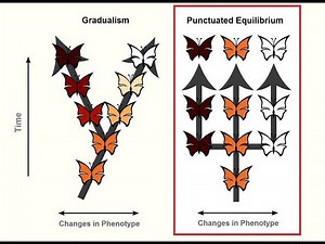 GRADUALISM vs PUNCTUATED EQUILIBRIUM: EVOLUTION BY N.S | LIFE SCIENCES G.12| ThunderEduc | M.SAIDI