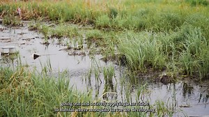 The City’s robust ground and ditch mosquito control program remains active for Summer 2022 and helps ensure our parks and outdoor spaces stay enjoyable and pleasant. Check out our short clip to see the program in action! | City of Edmonton - Local Government