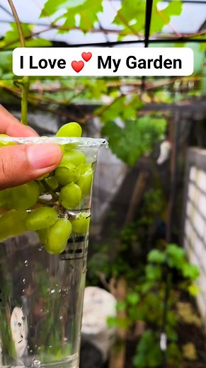 Grapes treatment #GardeningTips #fblifestyle | Grafting Examples