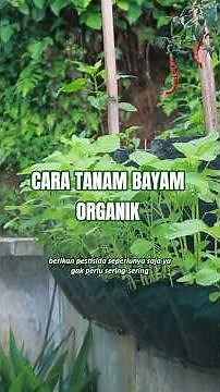 Simple and Organic Way to Grow Spinach #gardening