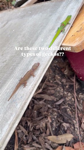 Are these two different types of geckos? #hawaii #oahu #gecko