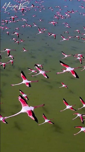 flamingo birds flying over