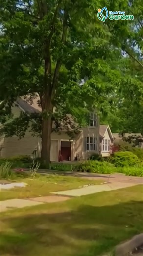 14 reactions | Cities breathe better when trees grow among the concrete. They’re not just pretty scenery but living infrastructure that cools the air, saves energy, and prevents floods. A single tree can make a city feel alive again. #urbanforest #greencities #sustainableliving #climateaction #natureinspired #fblifestyle | Thank Your Garden | Facebook