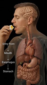What happens when you egg inside your body 😮😮 #health #USHealthTips #fbreels #science #healthfacts #sciencehealth #healthtips | Health decode