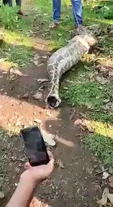 48K views · 252 reactions | Python Swallows and vomits Whole animal Watch more: https://www.facebook.com/groups/148320598151013 | Shaina Magdayao [SHAINAtics] | Facebook