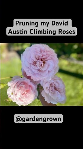 Spring Garden: How to Prune Climbing Roses for More Blooms! 🌹✨ #garden #gardeningtips #gardening