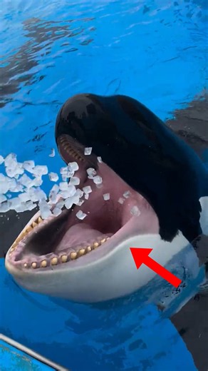 Why Do Captive Orcas Eat Ice? #incrediblethings #animals #facts