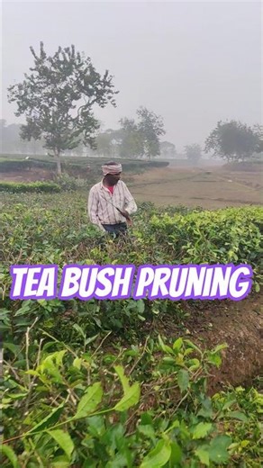 Tea bush pruning #teaplant #teatree #teapruning #pruning