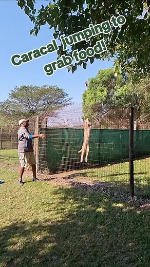 #caracal #leap #high #jump #feed #southafrica #wildafrica #wildlife #fyp #emdoneni #zululand @Emdoneni Lodge