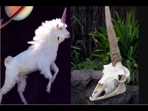 The surprising true story about REAL Unicorns
