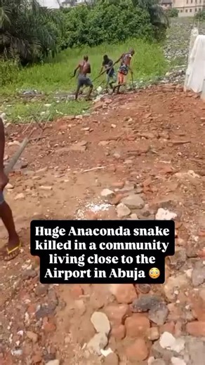 ABUJA BIG BRO ✊🏾 on Instagram: "GRAPHIC SCENE: A huge Python was k!lled around the Airport Road in Abuja while trying to swallow a Goat. Some locals rushed in an k!lled the weak python who had attempted to k!ll the goat . . 🎥: @abujastreets . . Abuja Big Bro ✊🏾 #abuja #abujabigbro #abujanigeria"