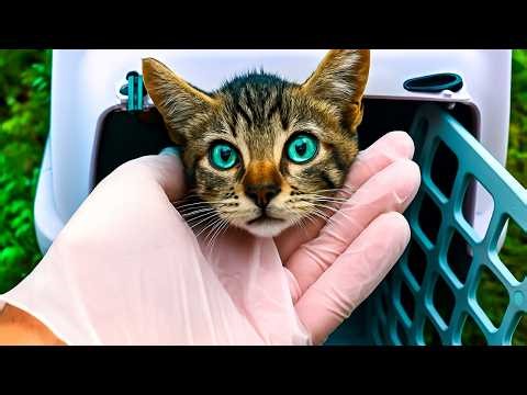 We Found a Tiny Kitten and Rescued It