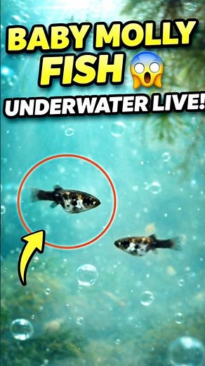 Baby Molly Fish Birth in Aquarium 😱 | Newborn Fish Care & Growth Guide 🐟#underwater #pets #fish