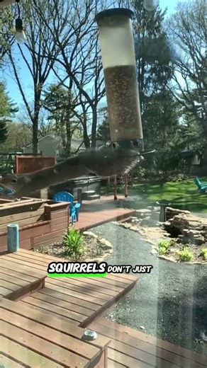 Why Squirrels Keep Losing the War for Bird Feeders