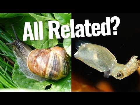 Molluscs | The Most Successful Body Plan on Earth