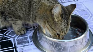 Download Cat and a bowl of food. A cat licks leftover food in a bowl. The cat appetizingly eating wet food from a special bowl. Close-up. for free