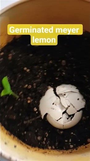 my germinated meyer lemon seeds are doing wonderful!!