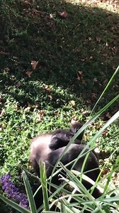 22K views · 2.1K reactions | At last it was our turn to enjoy watching Zahra tour the yard on Calaya's back. Love when she appears to encourage mom to get moving. There will be a lot more of today's visit a bit later. | DC Zoo Walks | Facebook