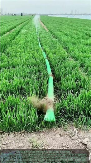 Agricultural Irrigation in Action! Green Pipe Misting System for Wheat Crops