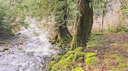 Meanwhile in Sooke... #meanwhileinsooke #explorecanada #explorebc #community #Sooke #yyj #canada #waterfalls #smalltownbigfun | Meanwhile in Sooke