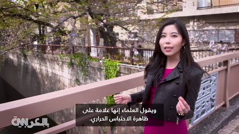 موسم أزهار الكرز في اليابان.. مشهد يعكس جمال الطبيعة على كوكبنا